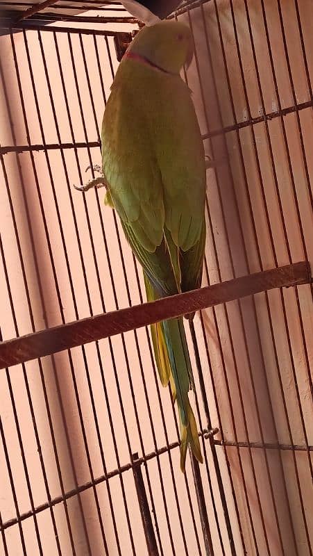 Ring neck parrot Male 3