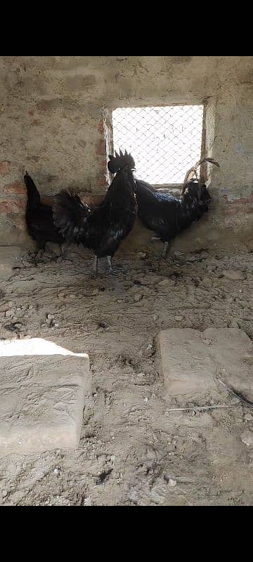 Ayam Cemani 0