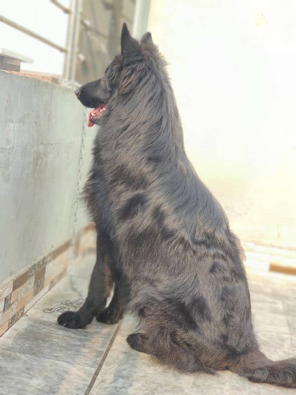 Black German shepherd longcoat Male's only for STUD 0