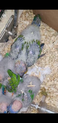 lorie,,sunconure,,chicks