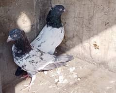 Teddy Pigeons