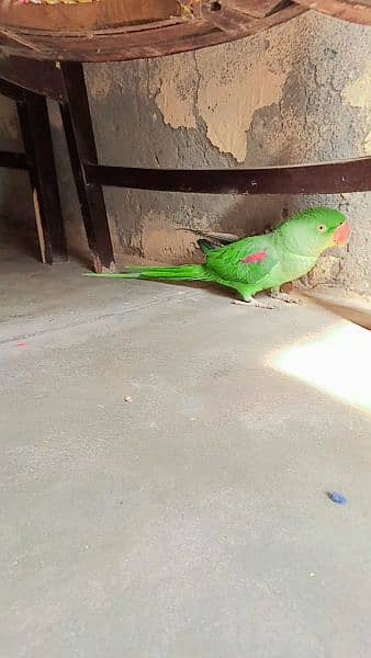 Raw Parrot for sale only Sirius person contact m 2