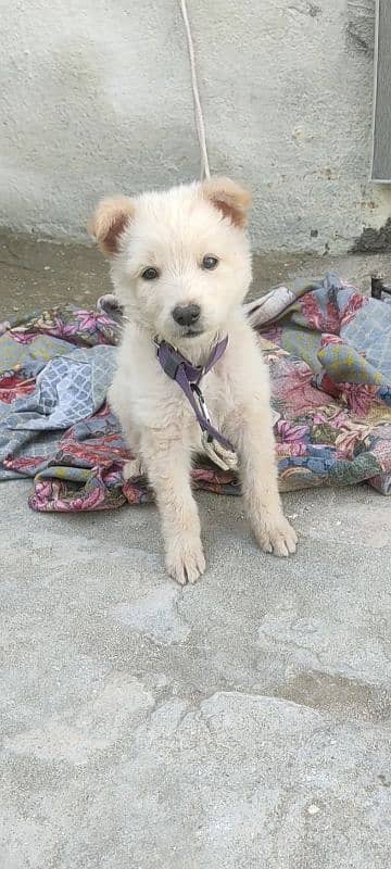 white german shepherd puppie active and healty 1