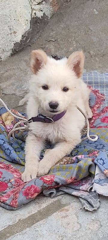 white german shepherd puppie active and healty 2