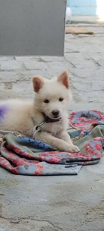 white german shepherd puppie active and healty 3