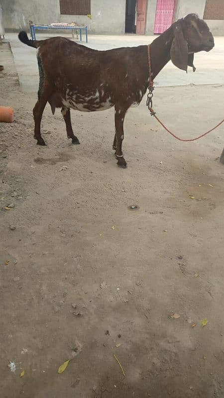 bakri 1