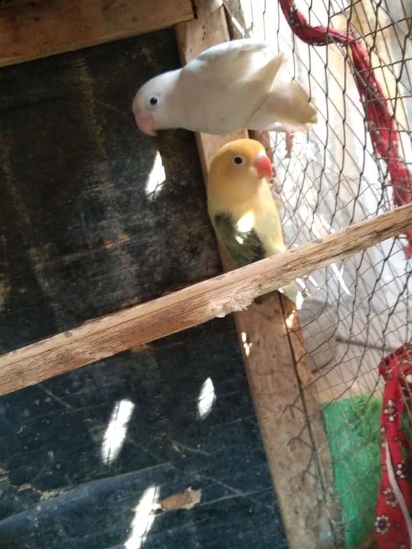 love Birds breeding 3 pairs forsale 0