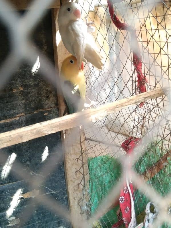 love Birds breeding 3 pairs forsale 1