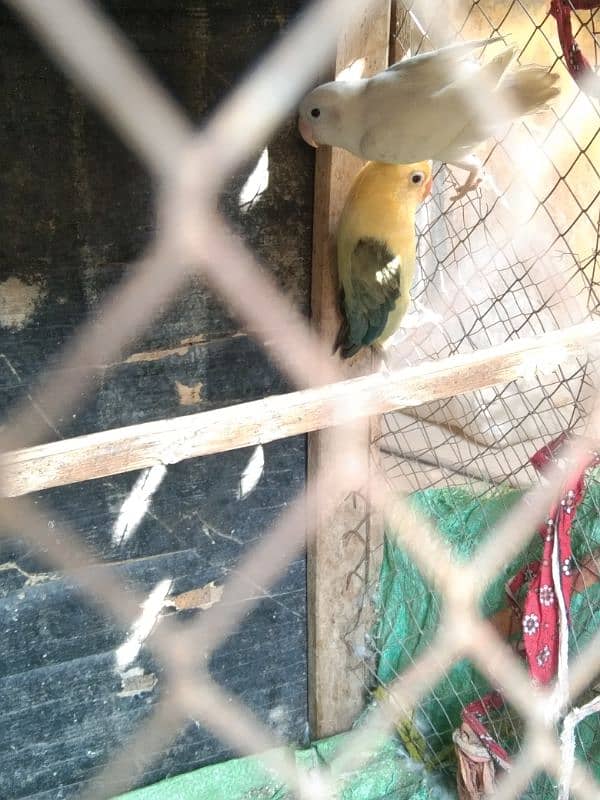 love Birds breeding 3 pairs forsale 2