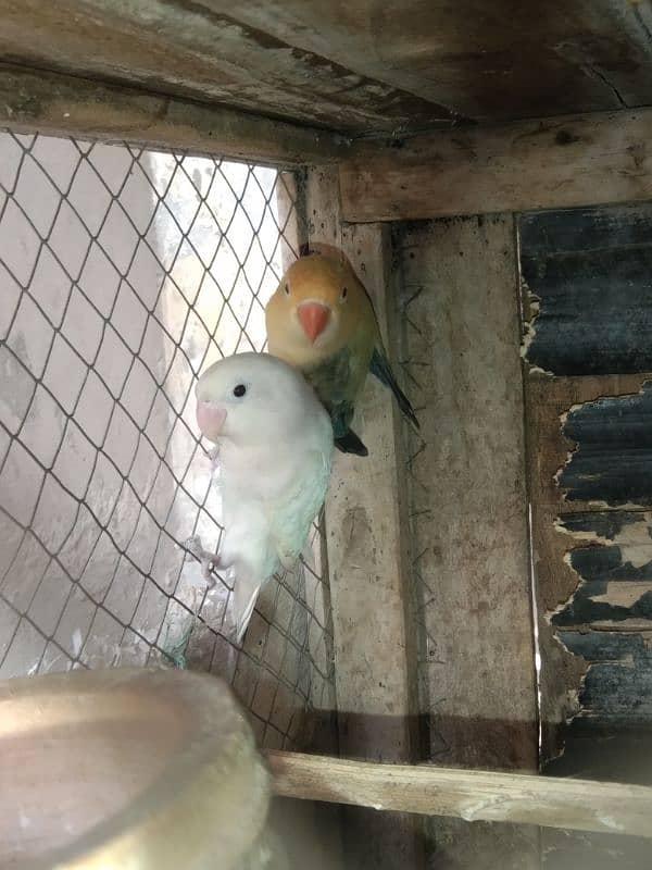 love Birds breeding 3 pairs forsale 3