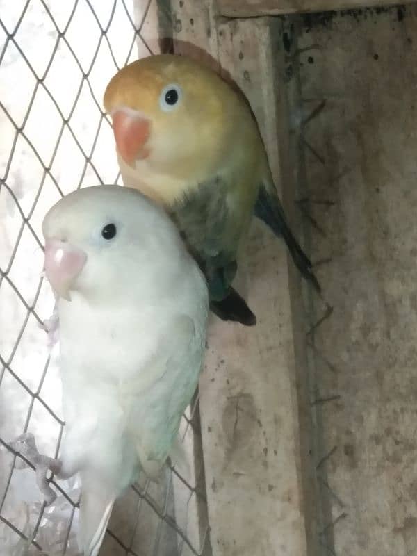 love Birds breeding 3 pairs forsale 4