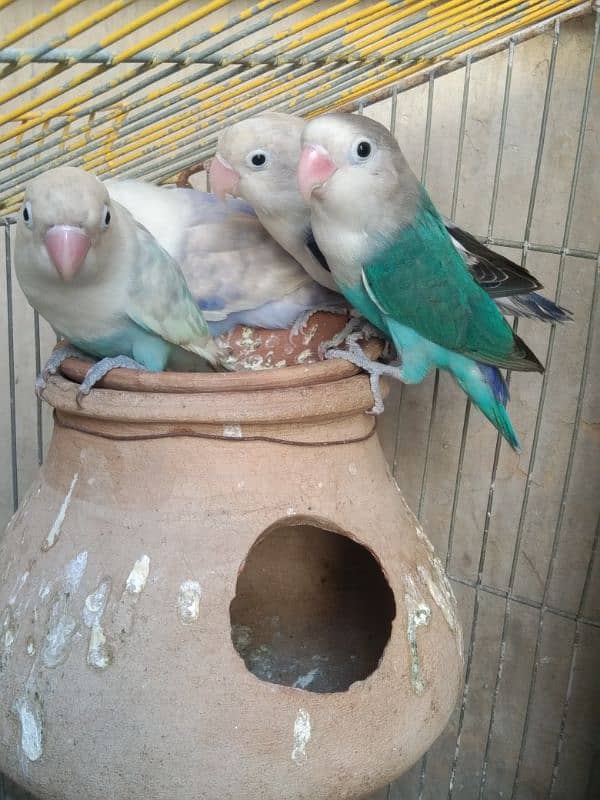 love Birds breeding 3 pairs forsale 5