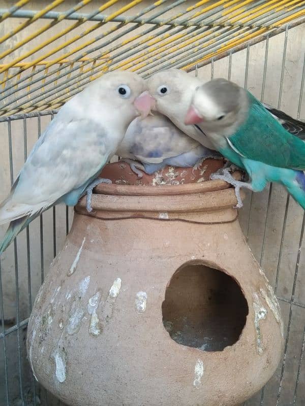 love Birds breeding 3 pairs forsale 6