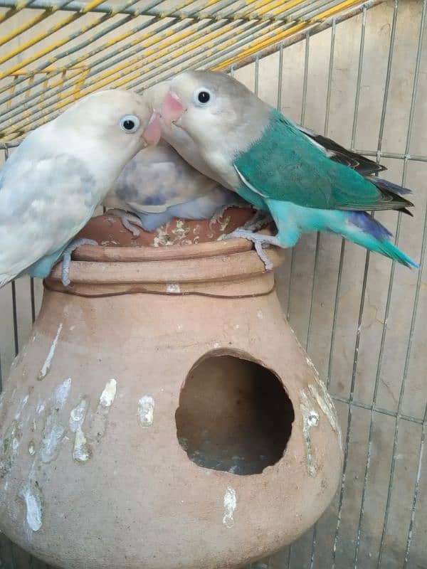 love Birds breeding 3 pairs forsale 7