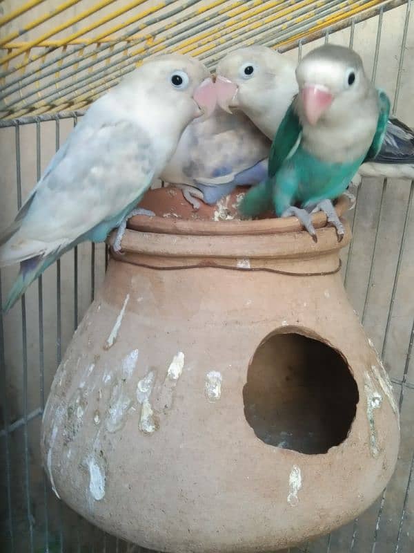 love Birds breeding 3 pairs forsale 8