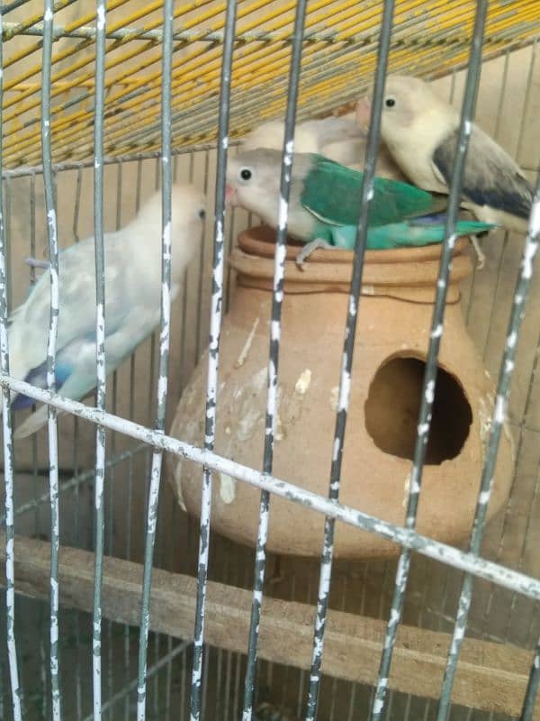 love Birds breeding 3 pairs forsale 9