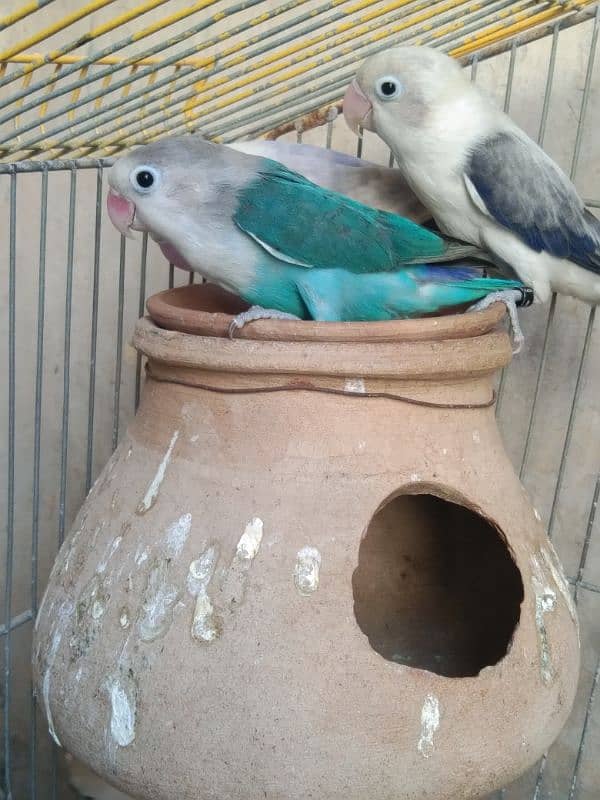 love Birds breeding 3 pairs forsale 10