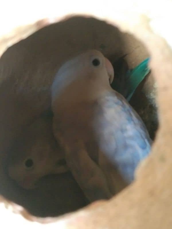 love Birds breeding 3 pairs forsale 11