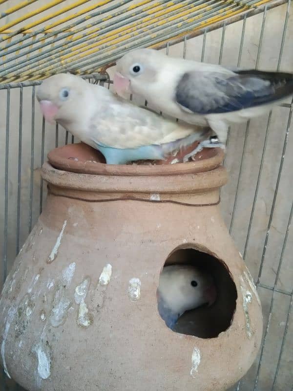 love Birds breeding 3 pairs forsale 15