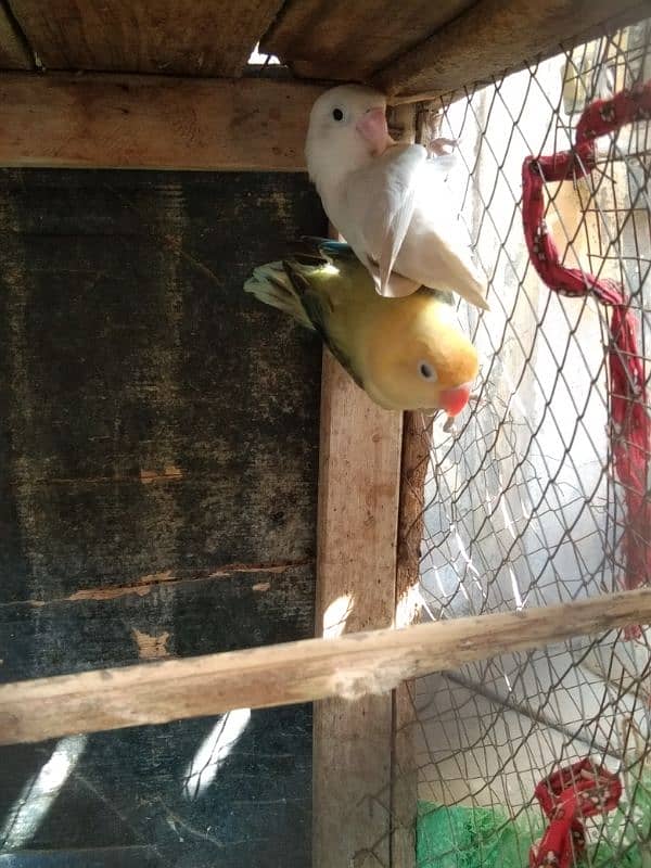 love Birds breeding 3 pairs forsale 16