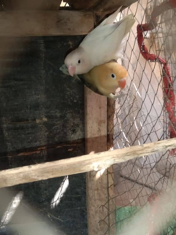 love Birds breeding 3 pairs forsale 18