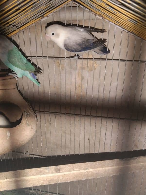 love Birds breeding 3 pairs forsale 19