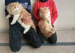 Breeder pair persian cats