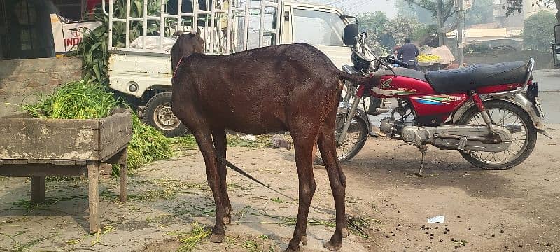 PURE SAHIWAAL NAGRI AMTRSARI BEETAL BAKRI LAMBA KAAN 3