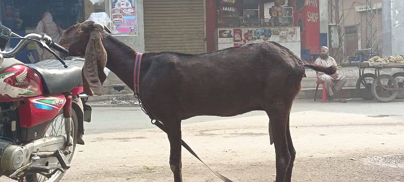 PURE SAHIWAAL NAGRI AMTRSARI BEETAL BAKRI LAMBA KAAN 5