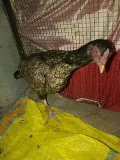 Aseel hen for sale active and healthy