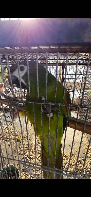 Hahn's macaw (mini macaw) kindly read full ad 0