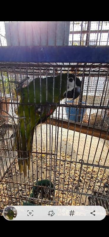 Hahn's macaw (mini macaw) kindly read full ad 1