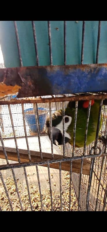 Hahn's macaw (mini macaw) kindly read full ad 2