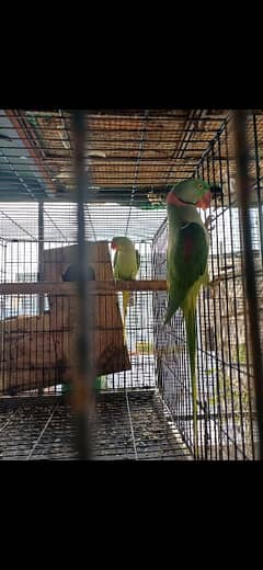 green cheeck conure chiks 2 month age kindly read full ad