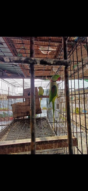 Hahn's macaw (mini macaw) kindly read full ad 4