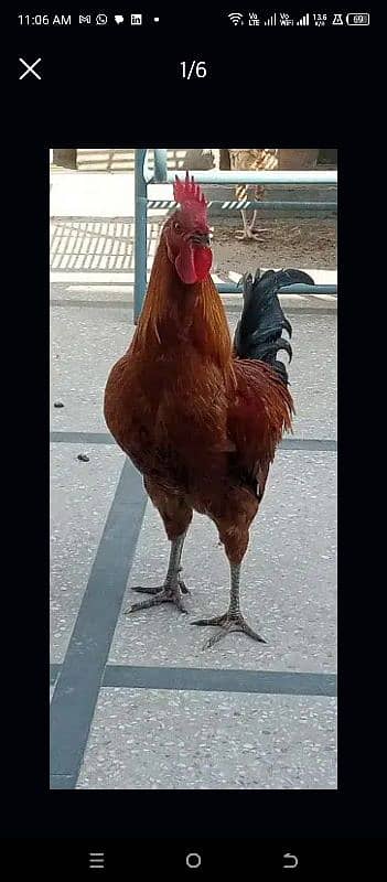 Desi Murghay hen Behtreen condition 2