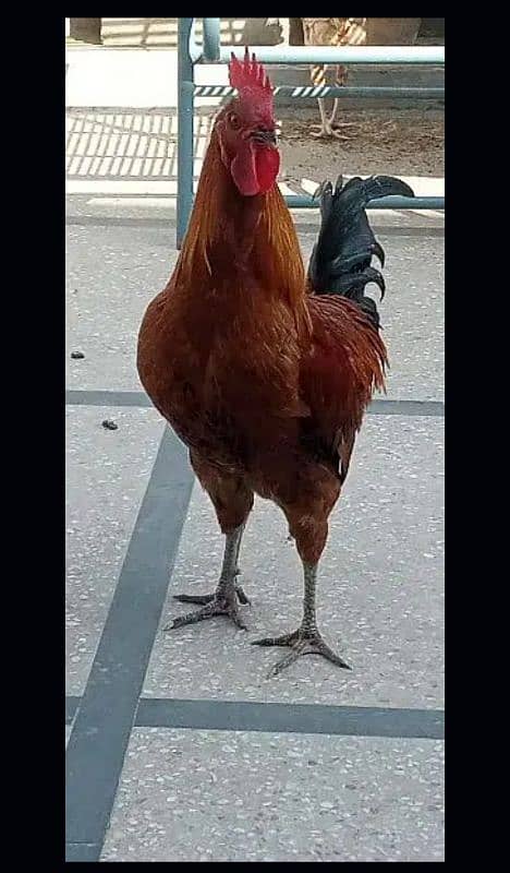 Desi Murghay hen Behtreen condition 3