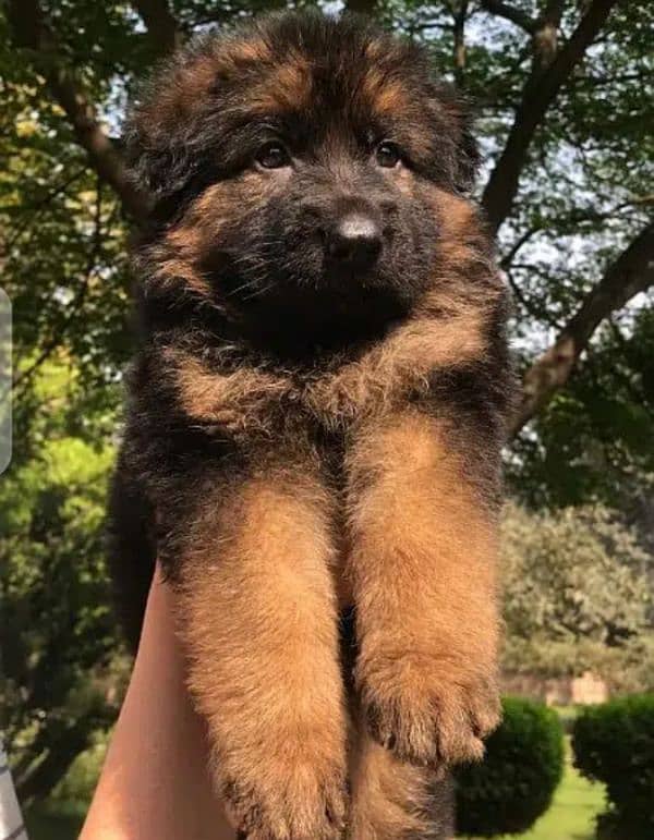 king German shepherd puppies 0