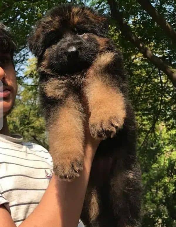 king German shepherd puppies 1