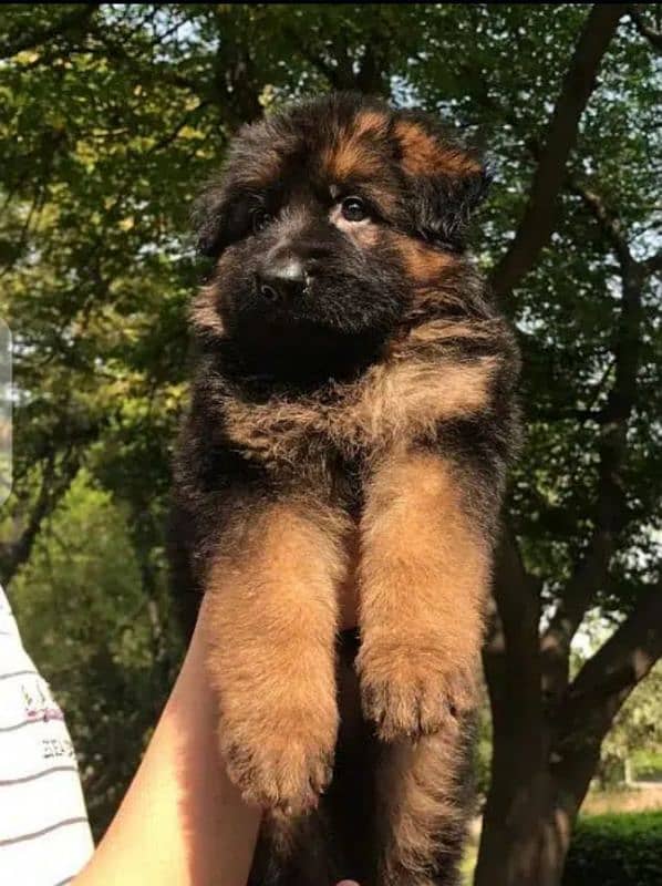 king German shepherd puppies 2