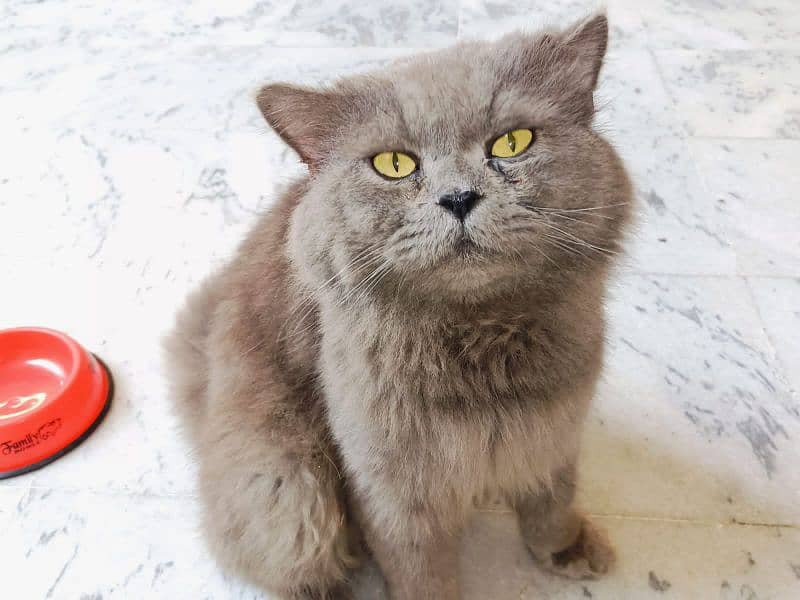 1 year old,beautiful grey Persian cat 0