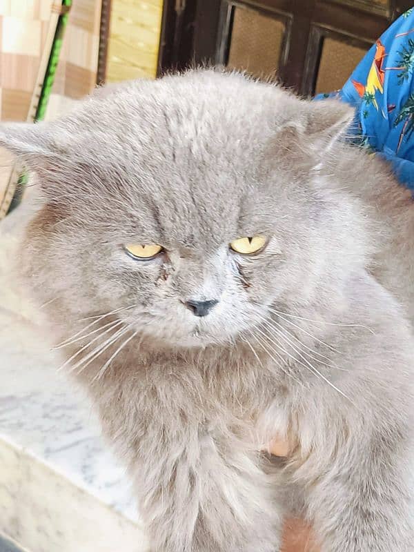 1 year old,beautiful grey Persian cat 1