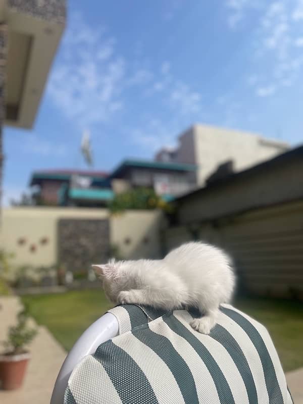 Double coated persian kitten 0