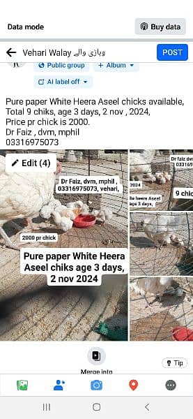 pure paper White Heera Aseel Chicks ہیرا وائٹ اصیل چکس 4