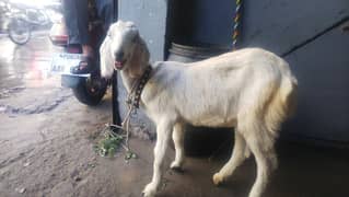 babygoat