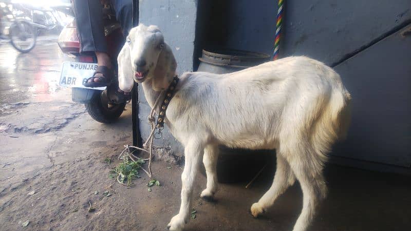 babygoat 0