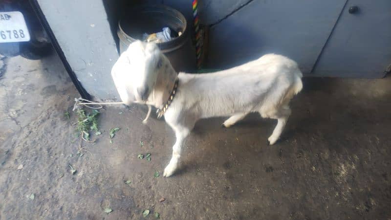 babygoat 2