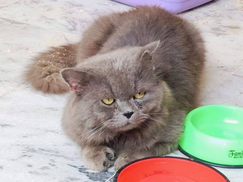 1 year old,beautiful grey Persian cat 2