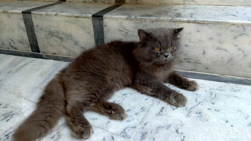 1 year old,beautiful grey Persian cat 3