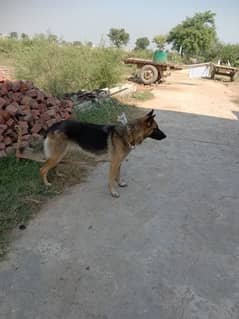 Belgian shepherd